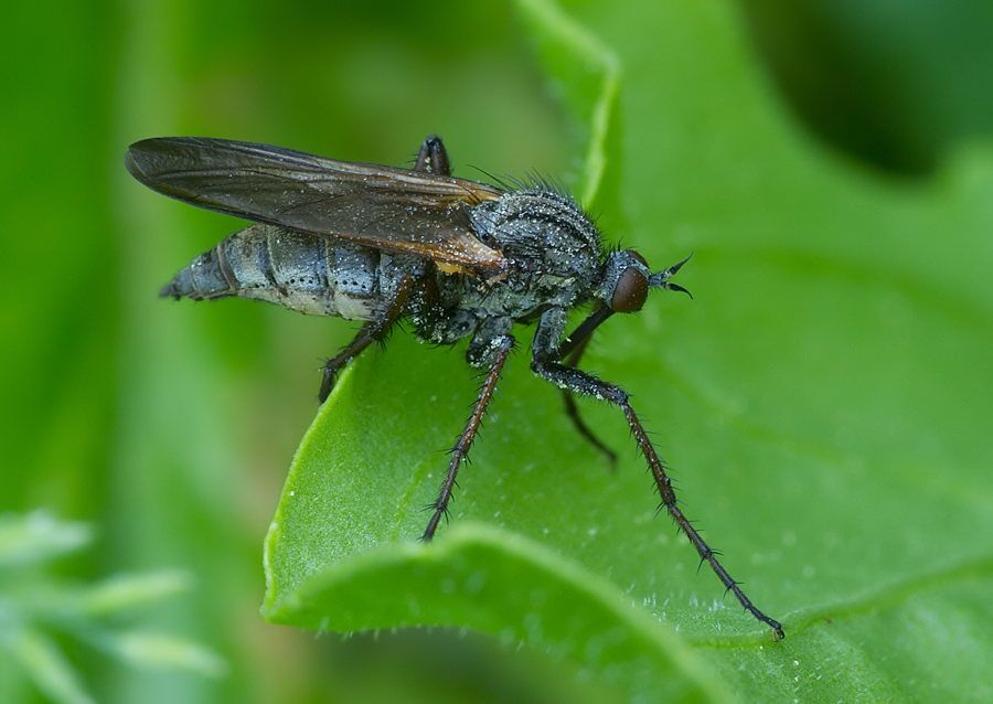 Empis tessellata