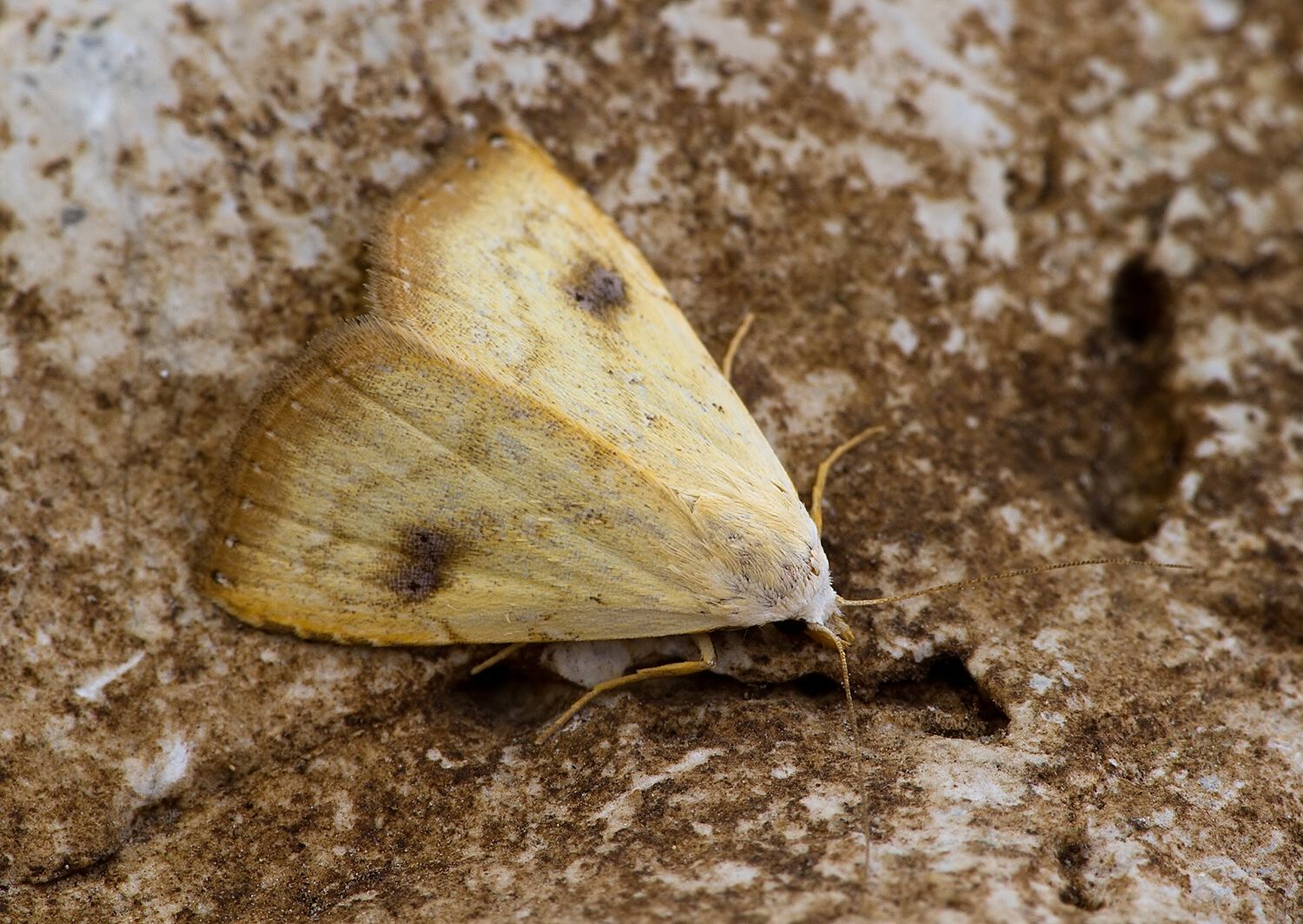Rivula sericealis