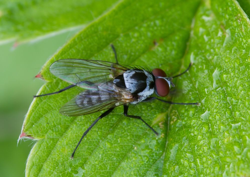 Anthomyia procellaris