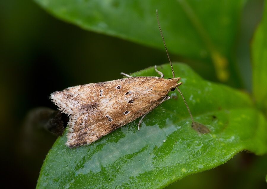 Brachmia blandella