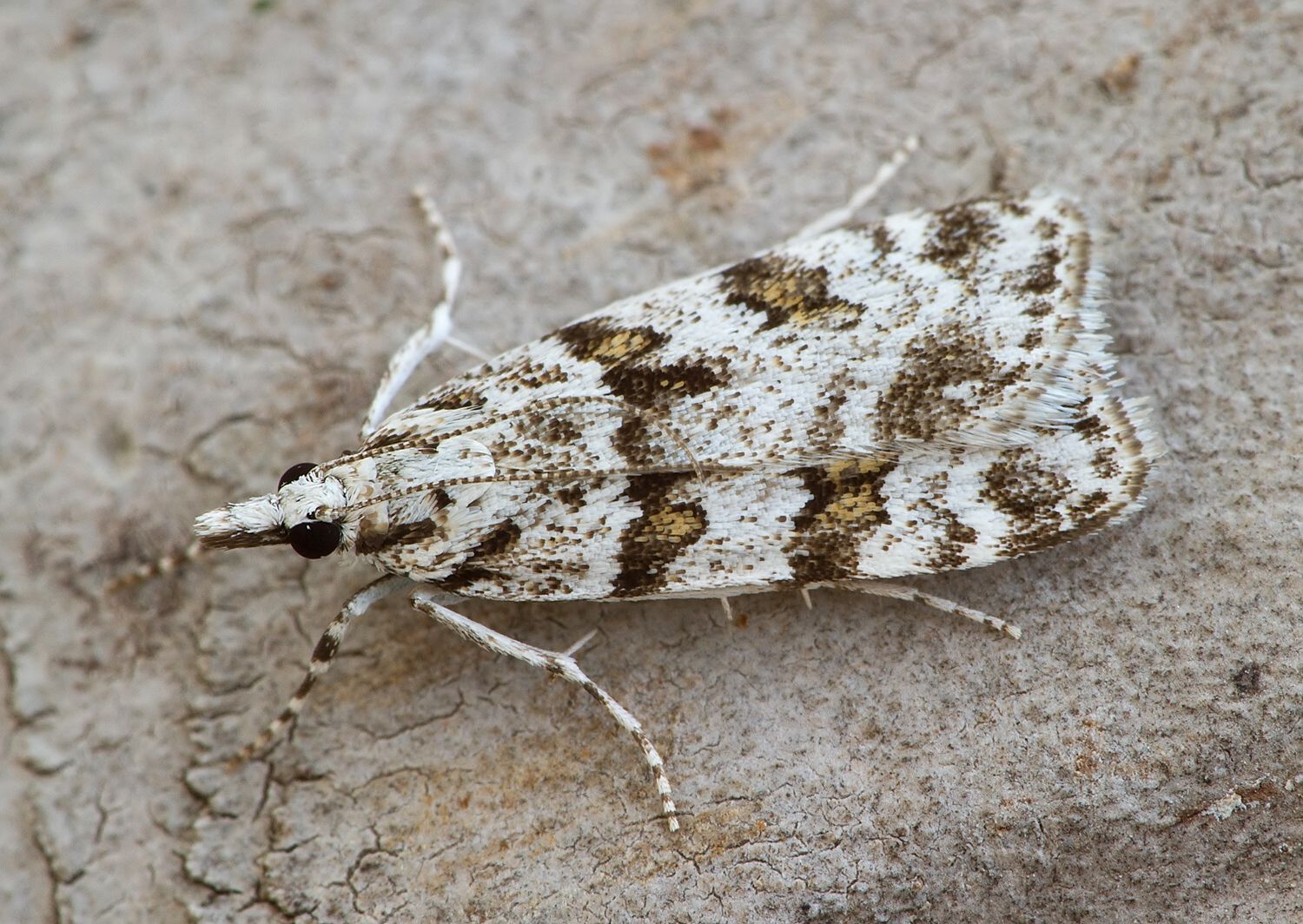 Scoparia pyralella
