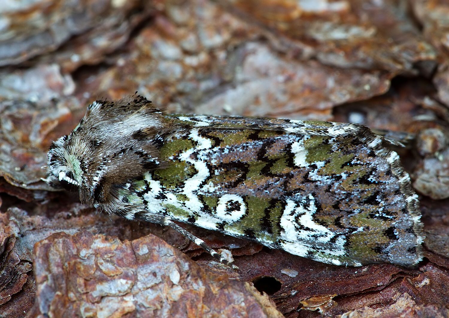 Crypsedra gemmea