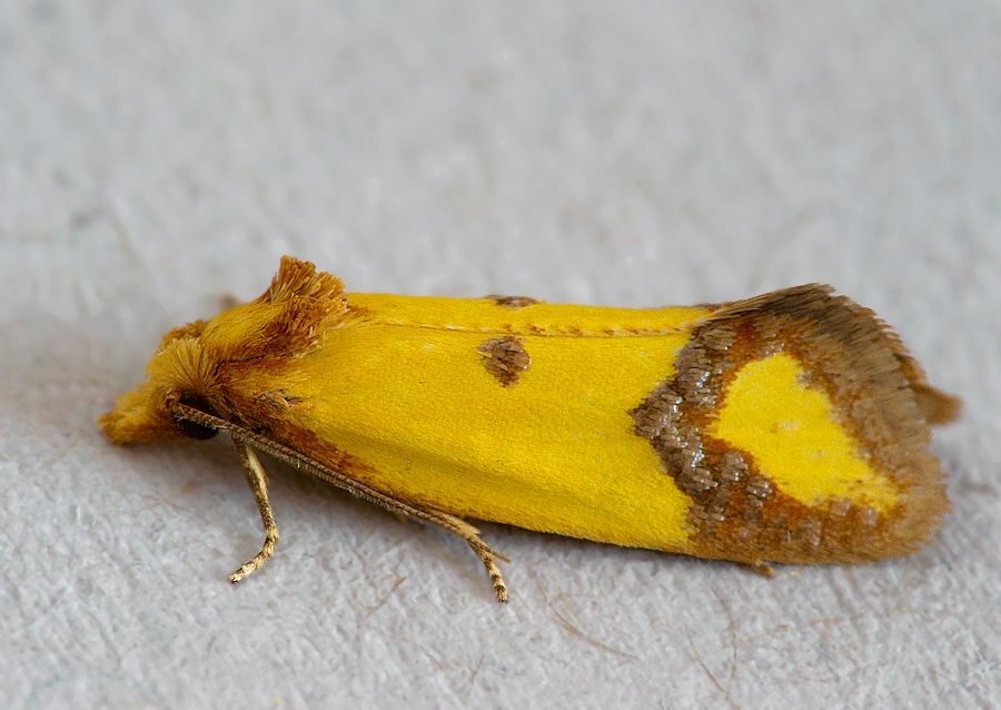 Agapeta zoegana