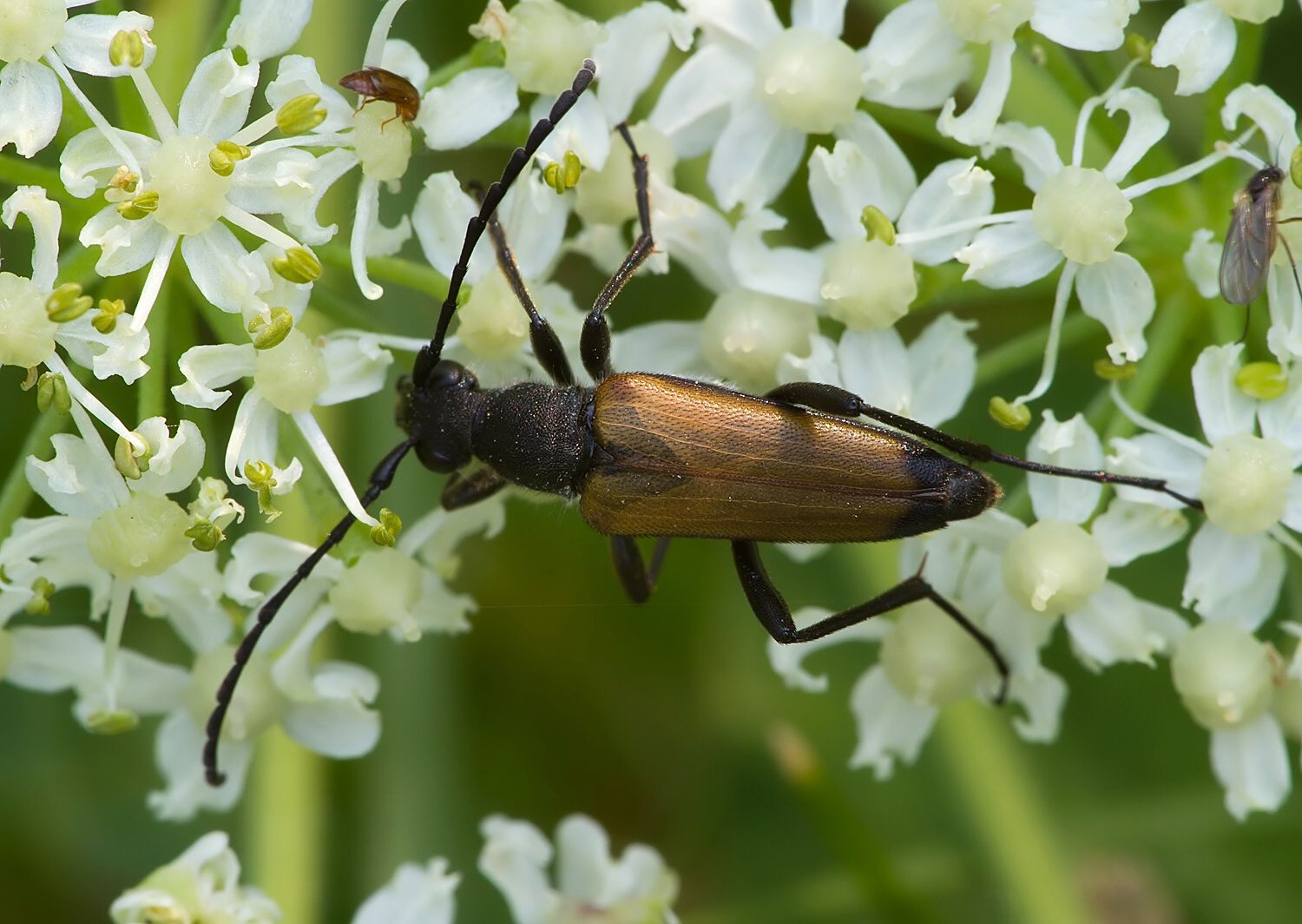 Anastrangalia sanguinolenta