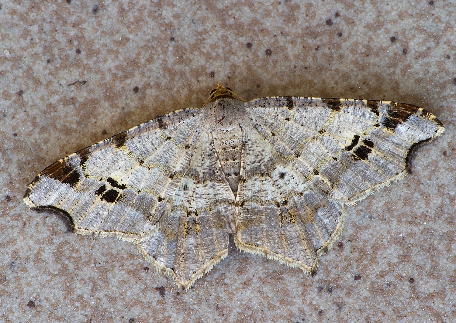 Macaria alternata