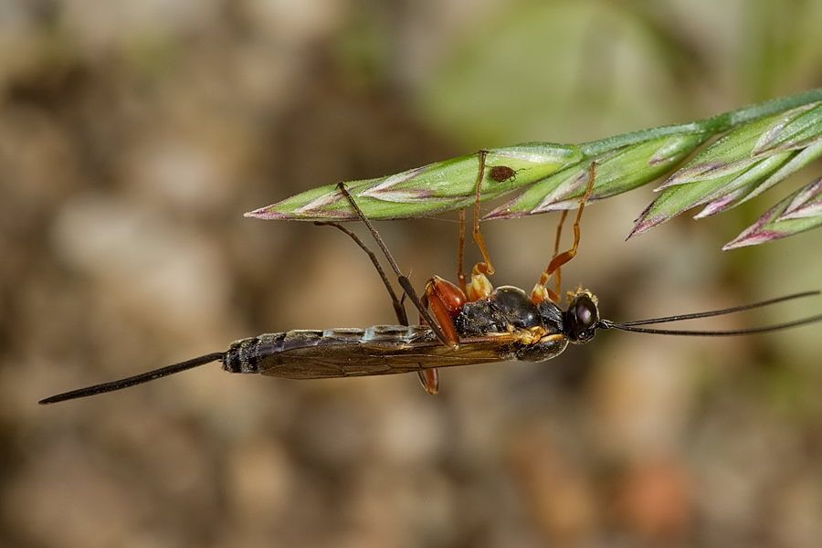 Acropimpla pictipes cf.