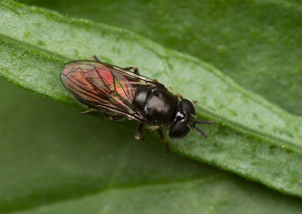 Pipizella viduata