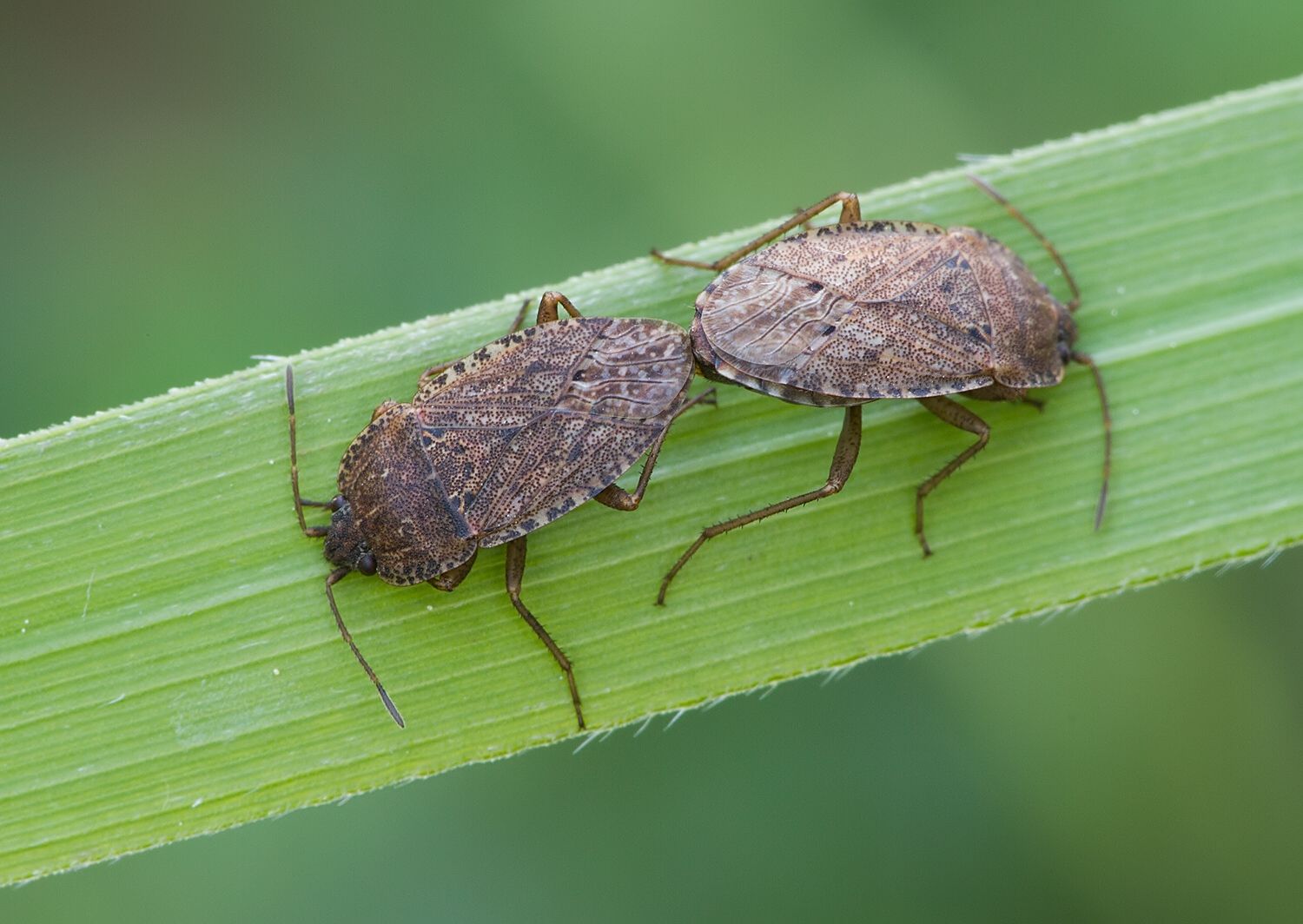Emblethis denticollis cf.