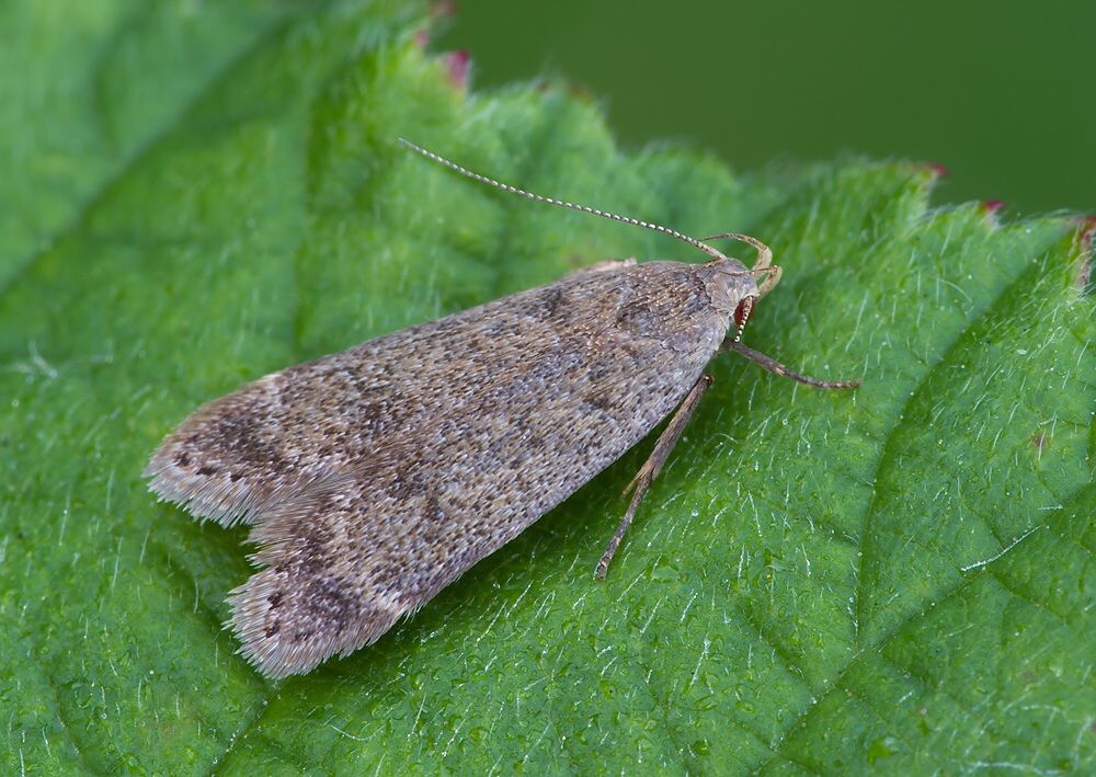 Anacampsis populella