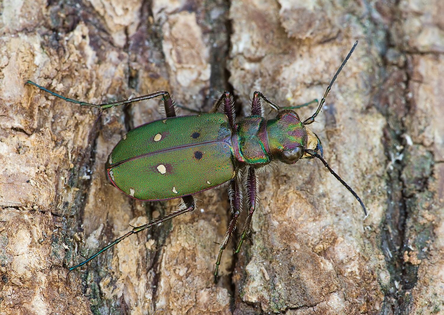 Cicindela campestris