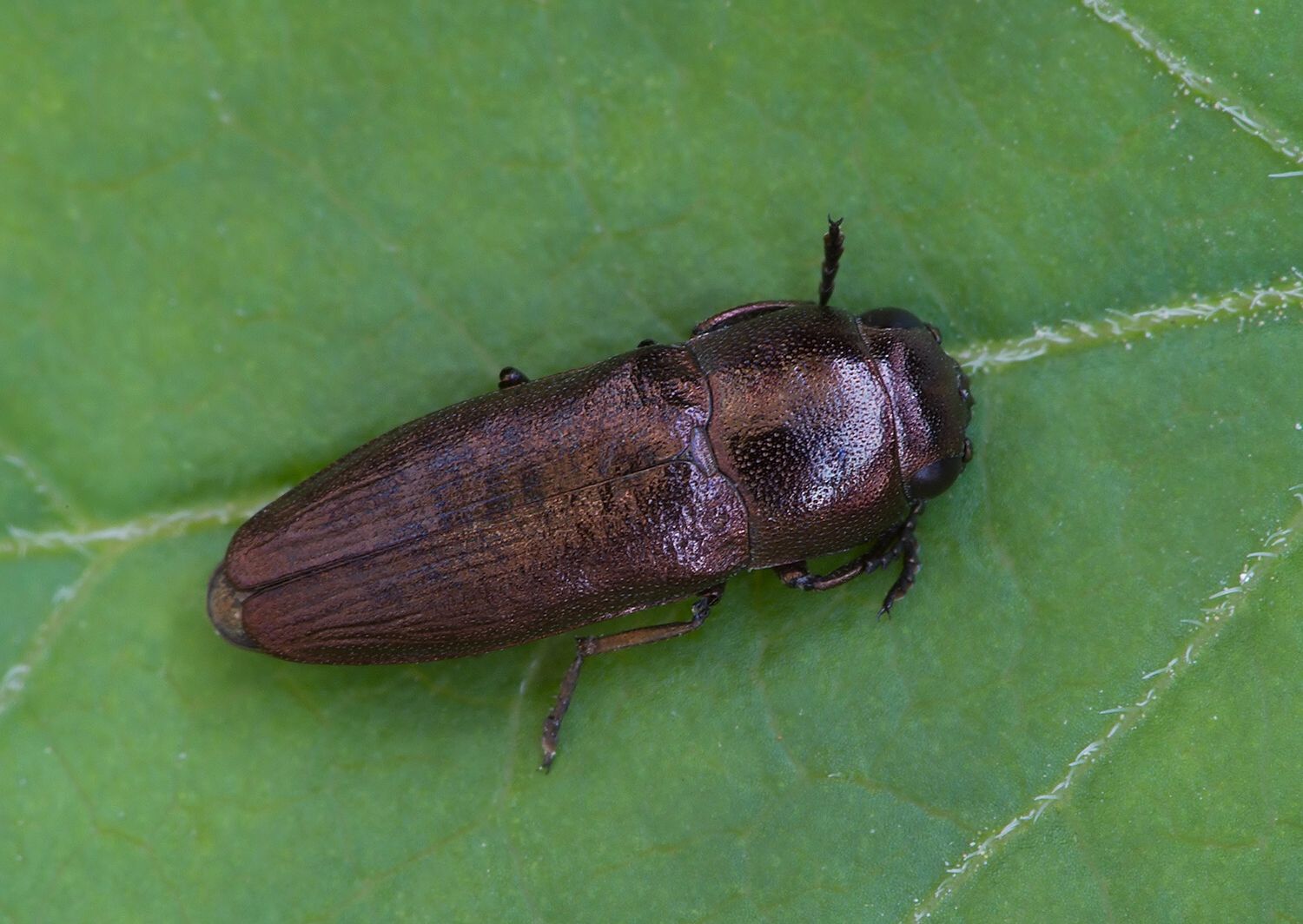 Sphenoptera substriata