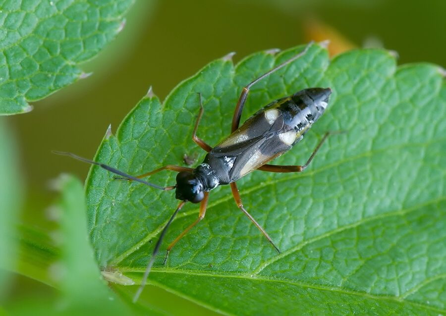 Globiceps fulvicollis