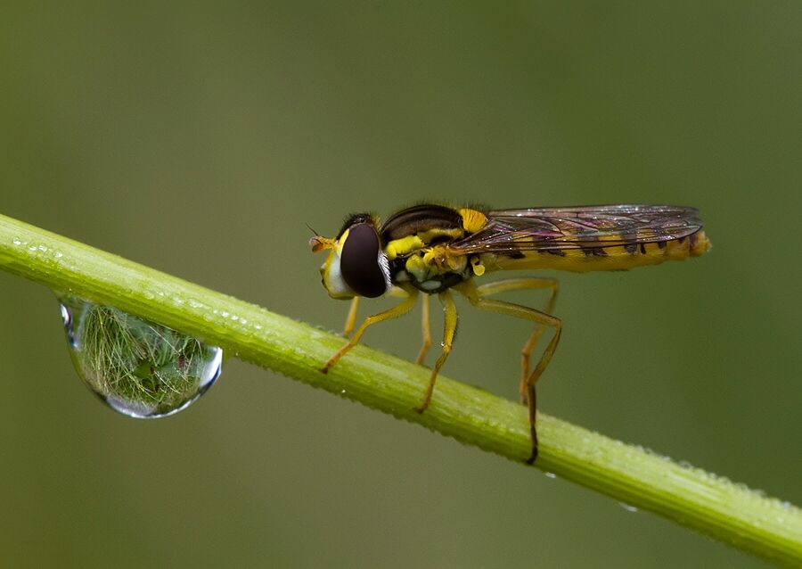 Sphaerophoria interrupta