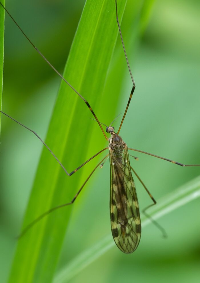 Limonia hercegovinae cf.