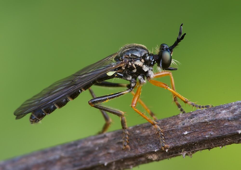 Dioctria rufipes