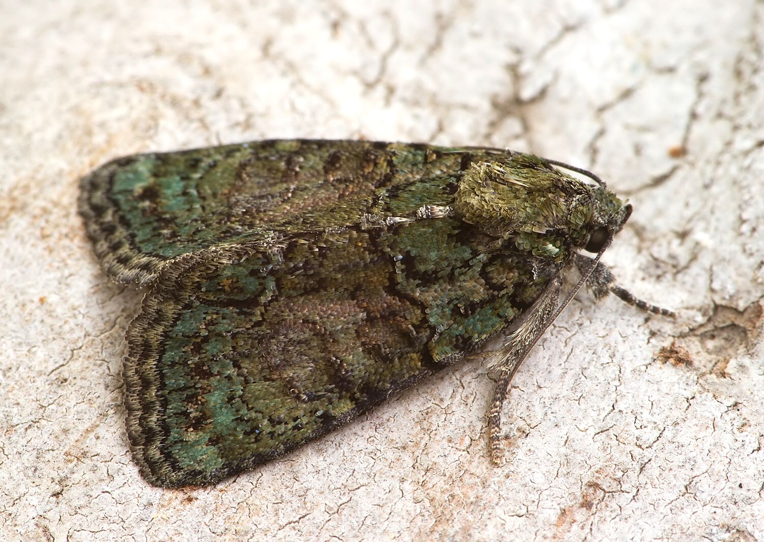 Cryphia algae