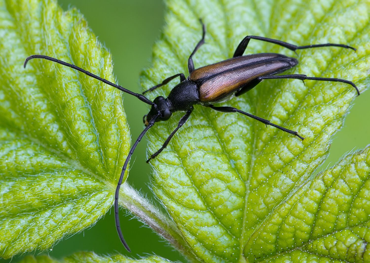Stenurella melanura cf.