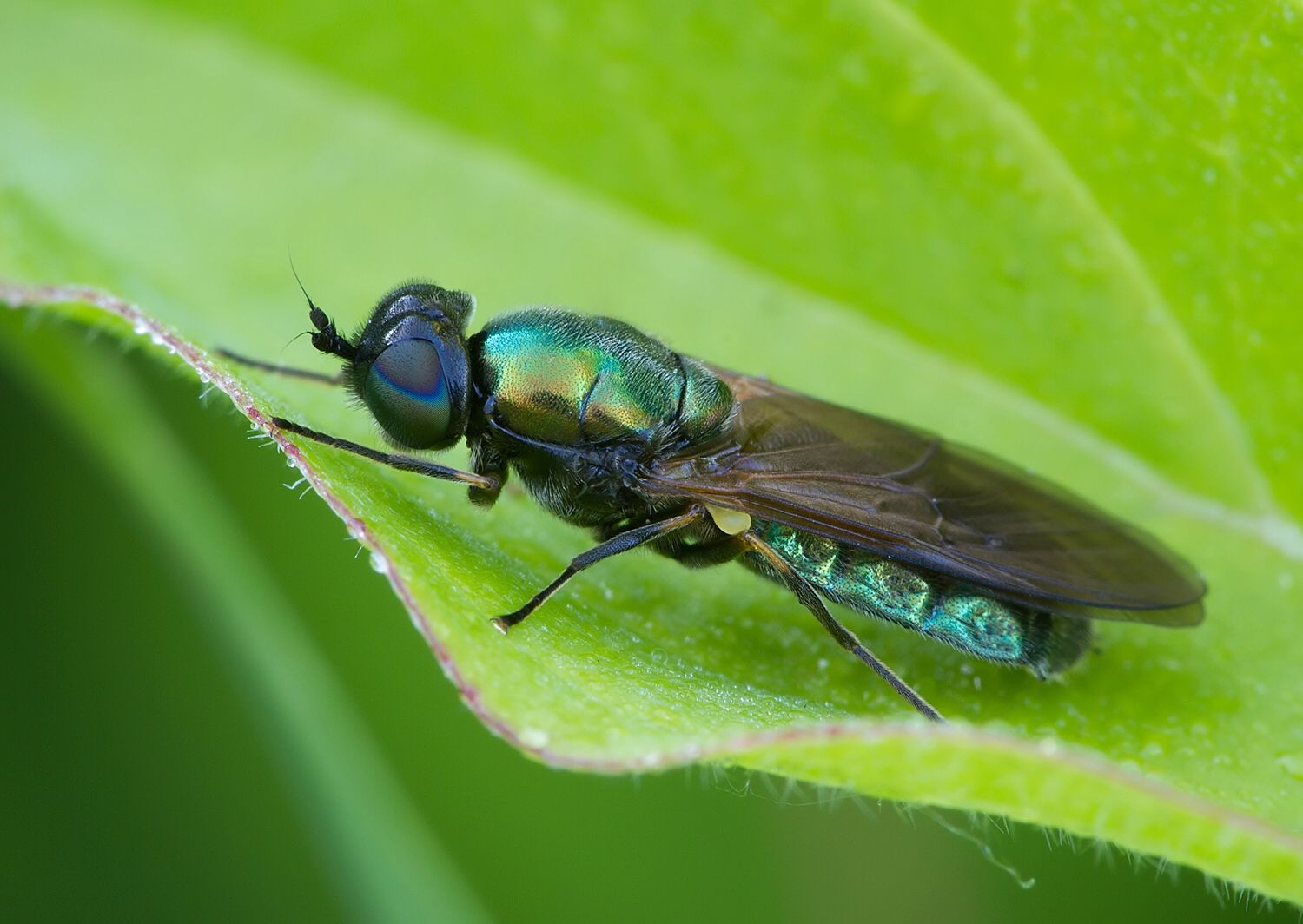 Chloromyia formosa