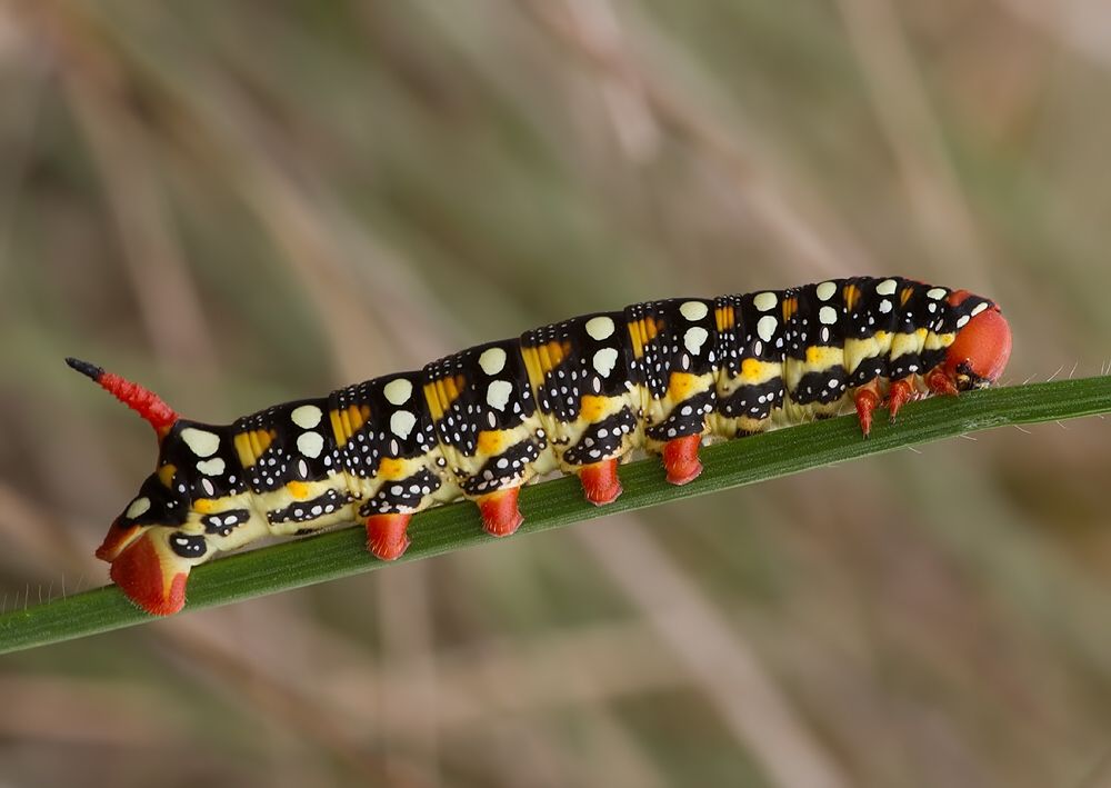 Hyles euphorbiae