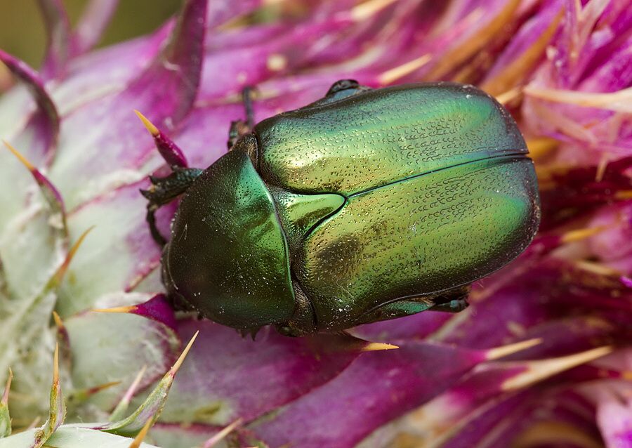Protaetia angustata