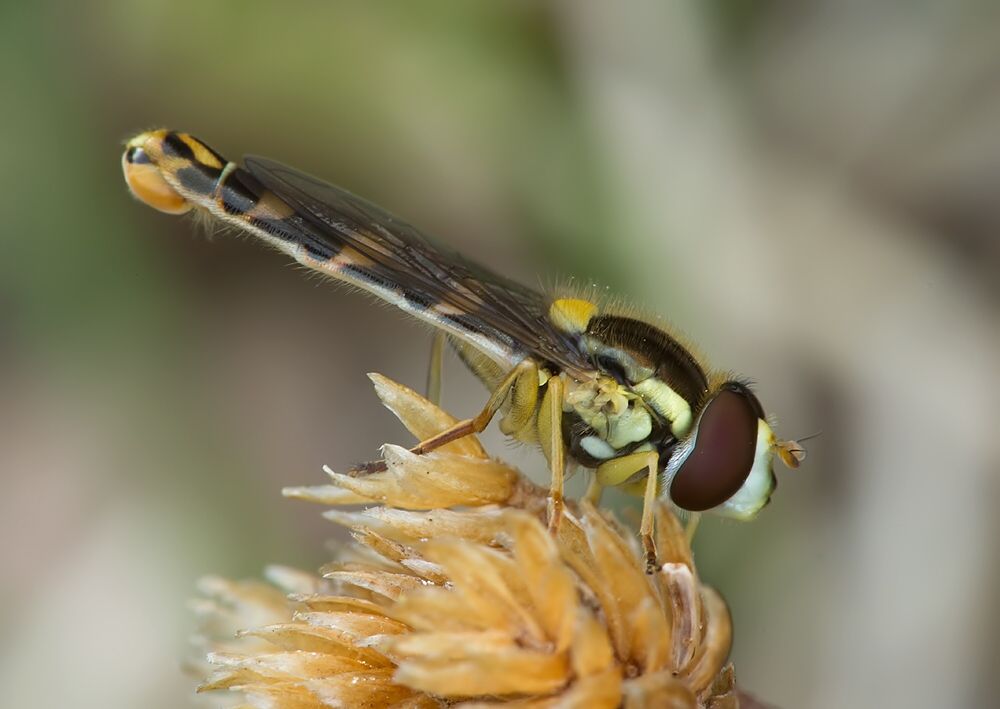 Sphaerophoria scripta