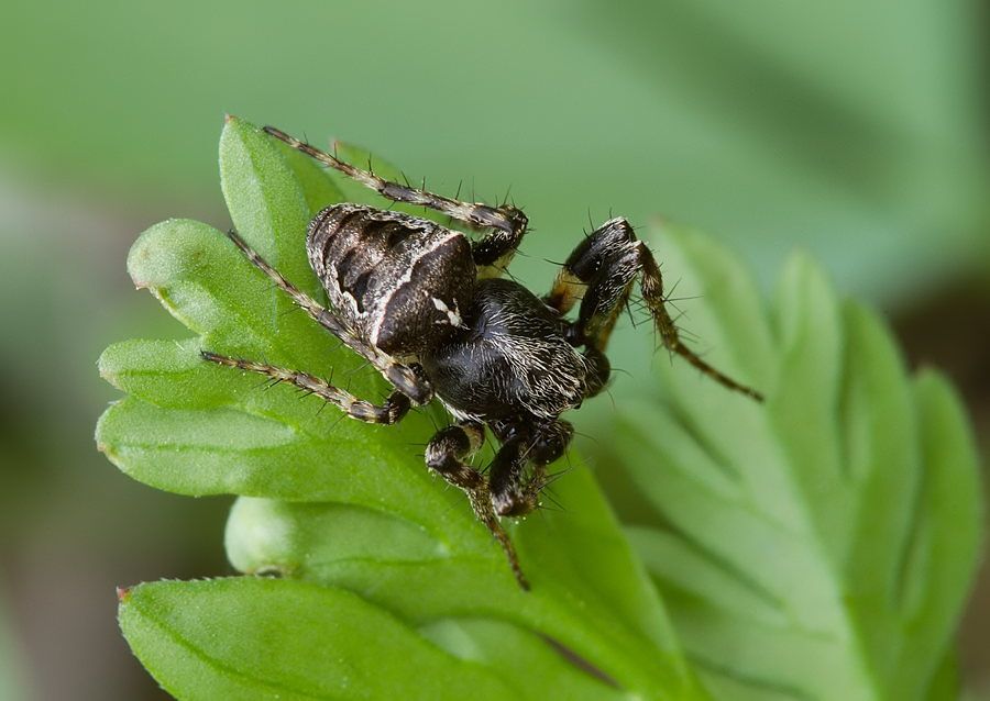 Gibbaranea bituberculata