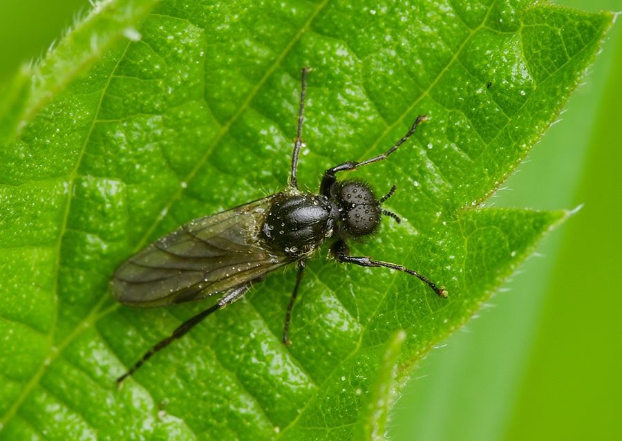Bibio marci