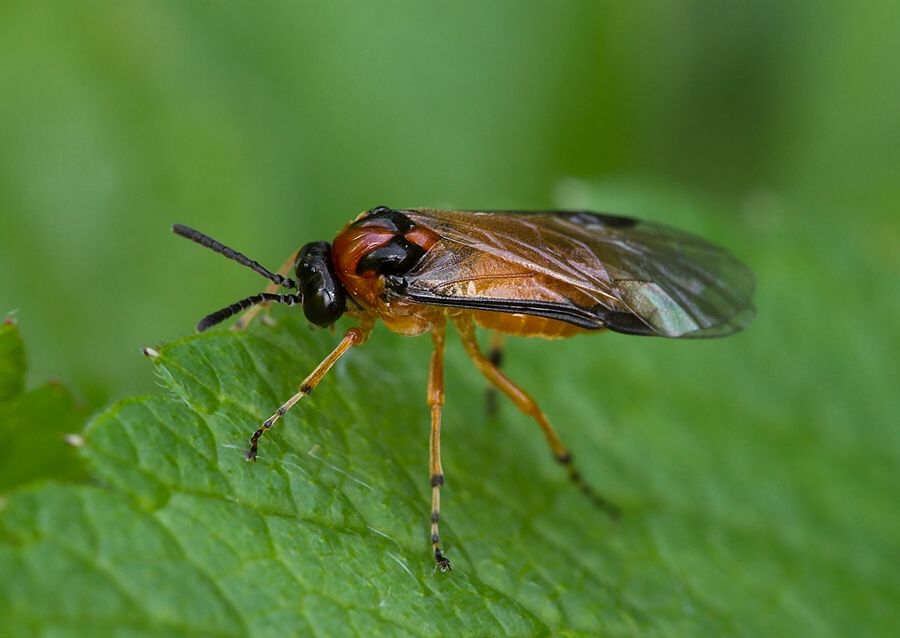 Athalia rosae