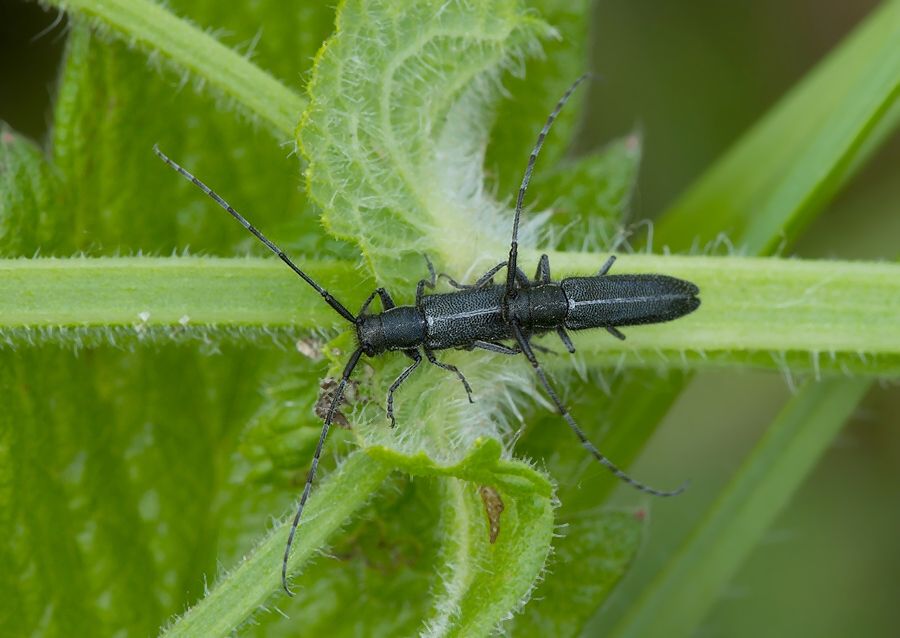 Agapanthia cardui
