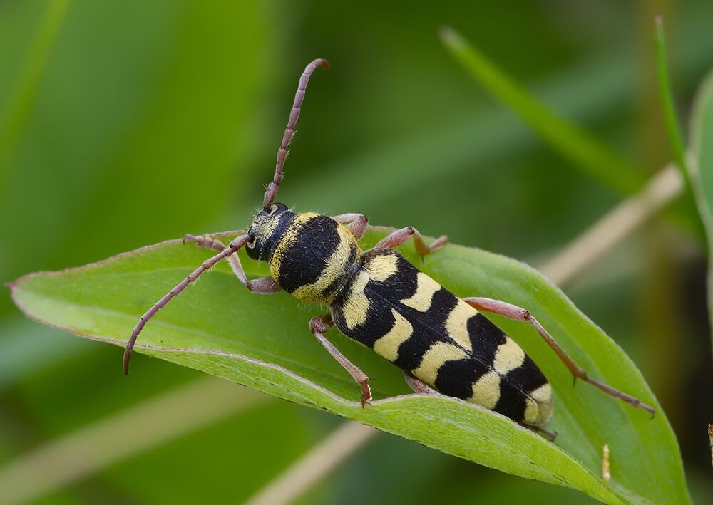 Plagionotus floralis