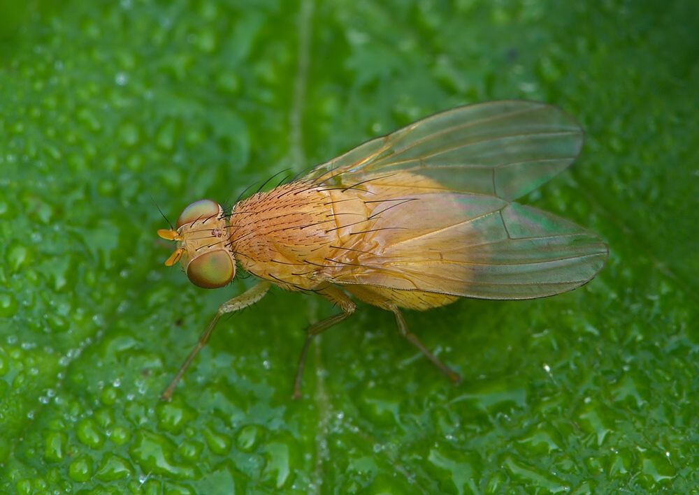 Minettia plumicornis