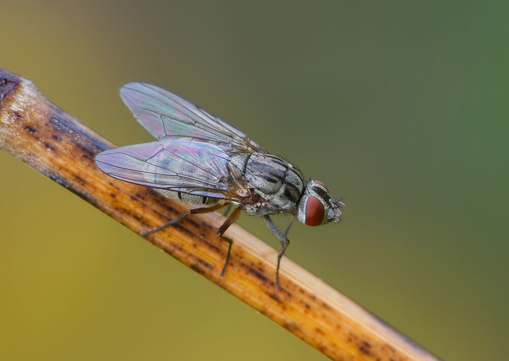 Haematobosca stimulans