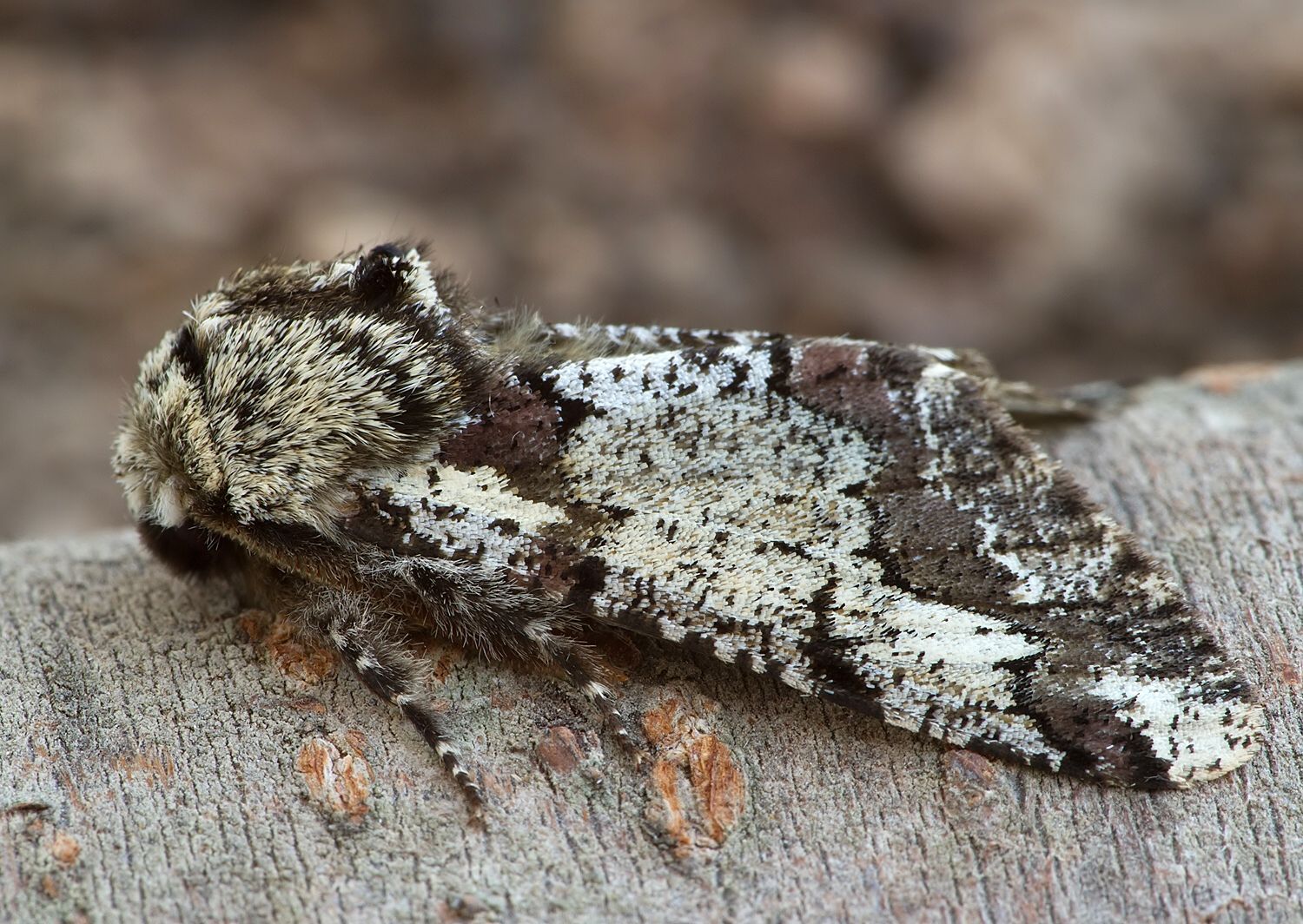 Biston strataria