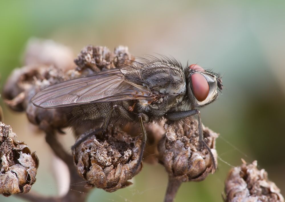 Leucophora obtusa