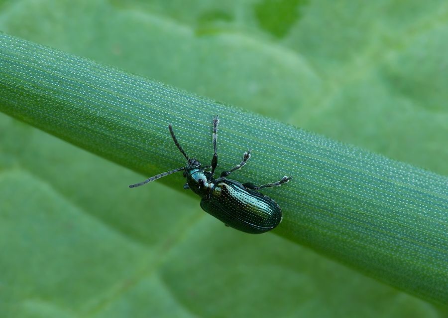 Oulema gallaeciana