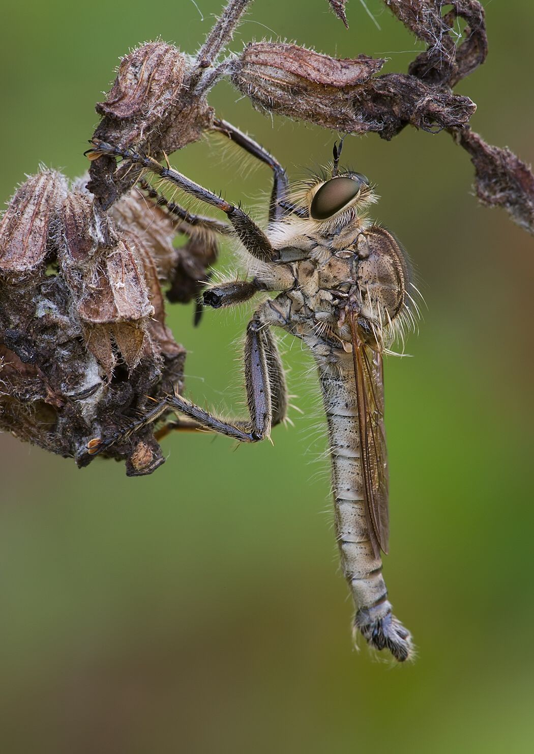 Eutolmus rufibarbis