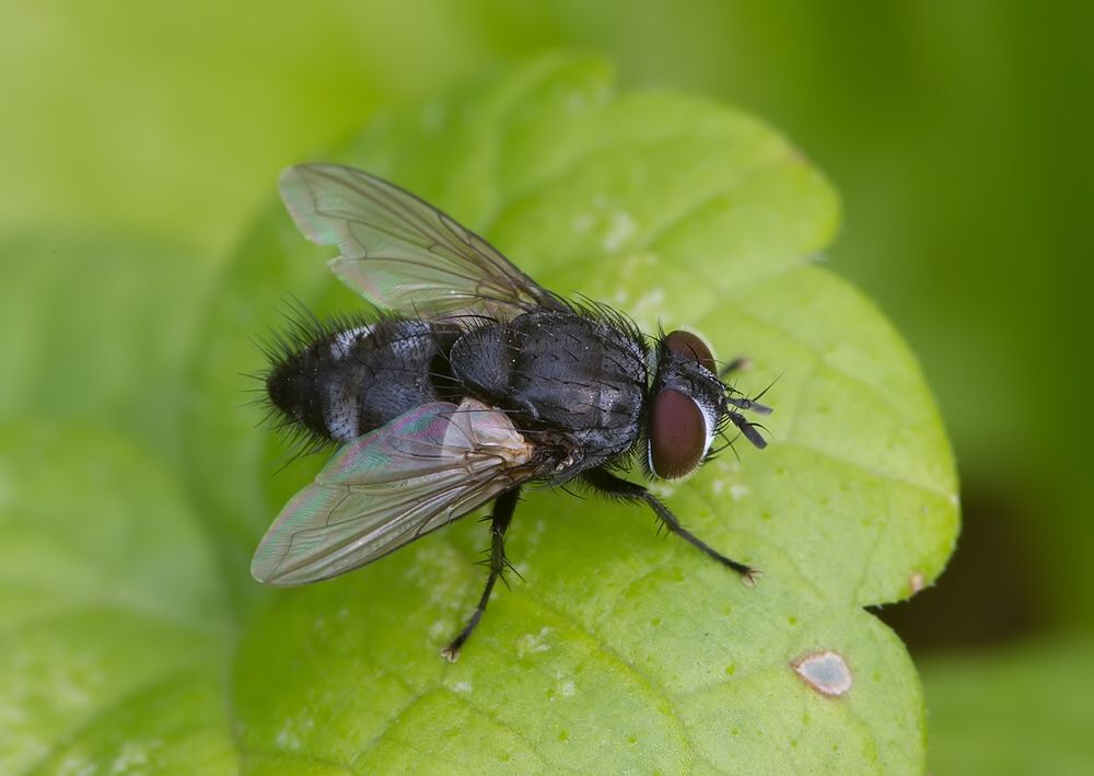 Ethilla aemula