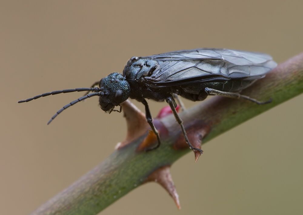 Phymatocera aterrima