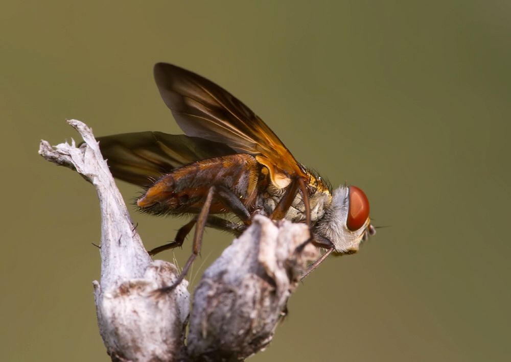 Ectophasia crassipennis