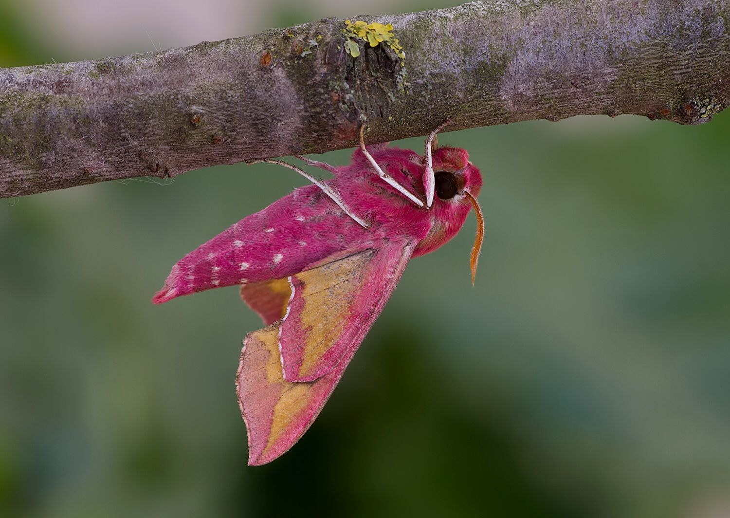 Deilephila porcellus