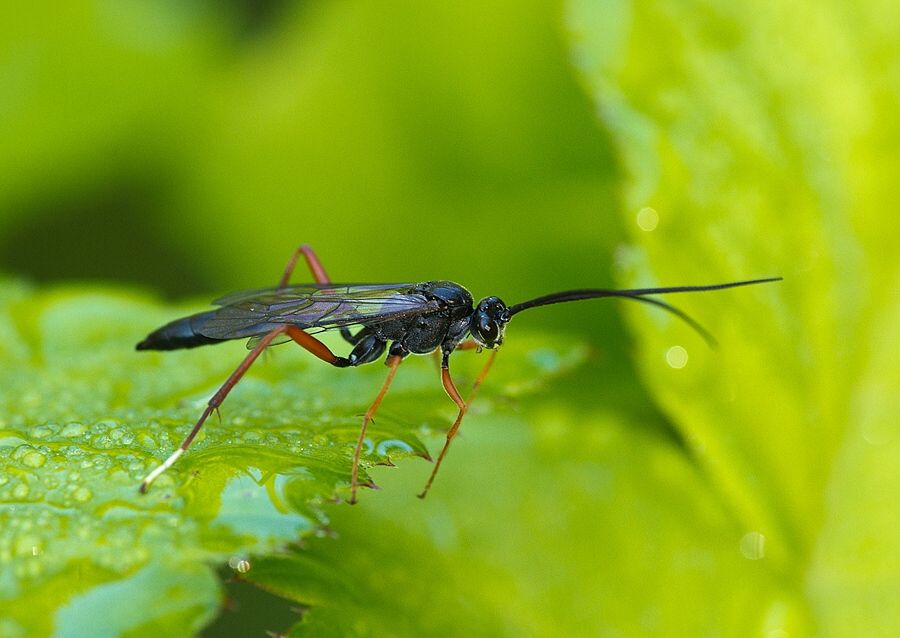 Cratichneumon sp.