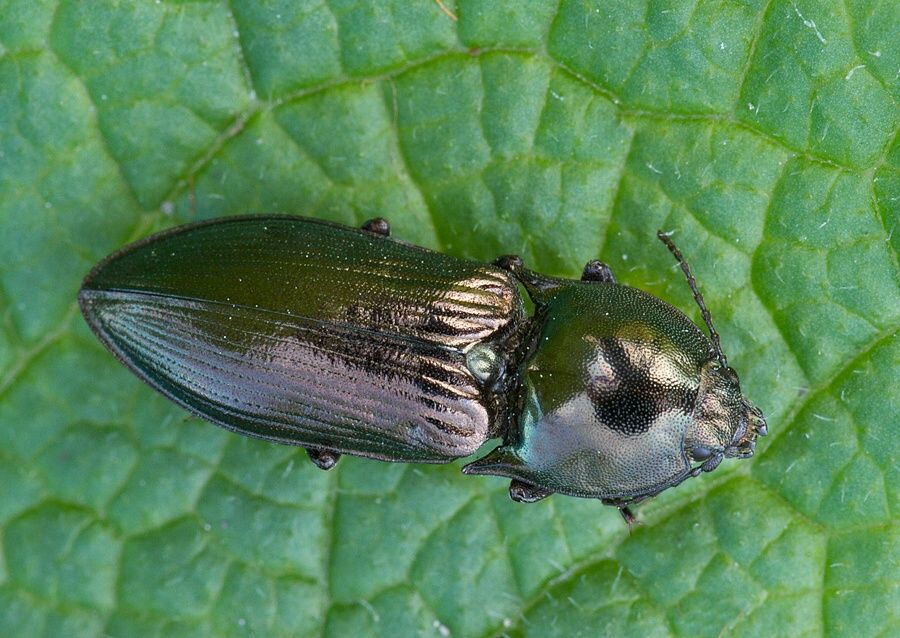 Selatosomus aeneus