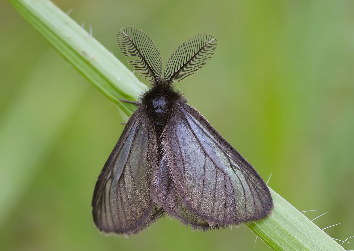 Penthophera morio