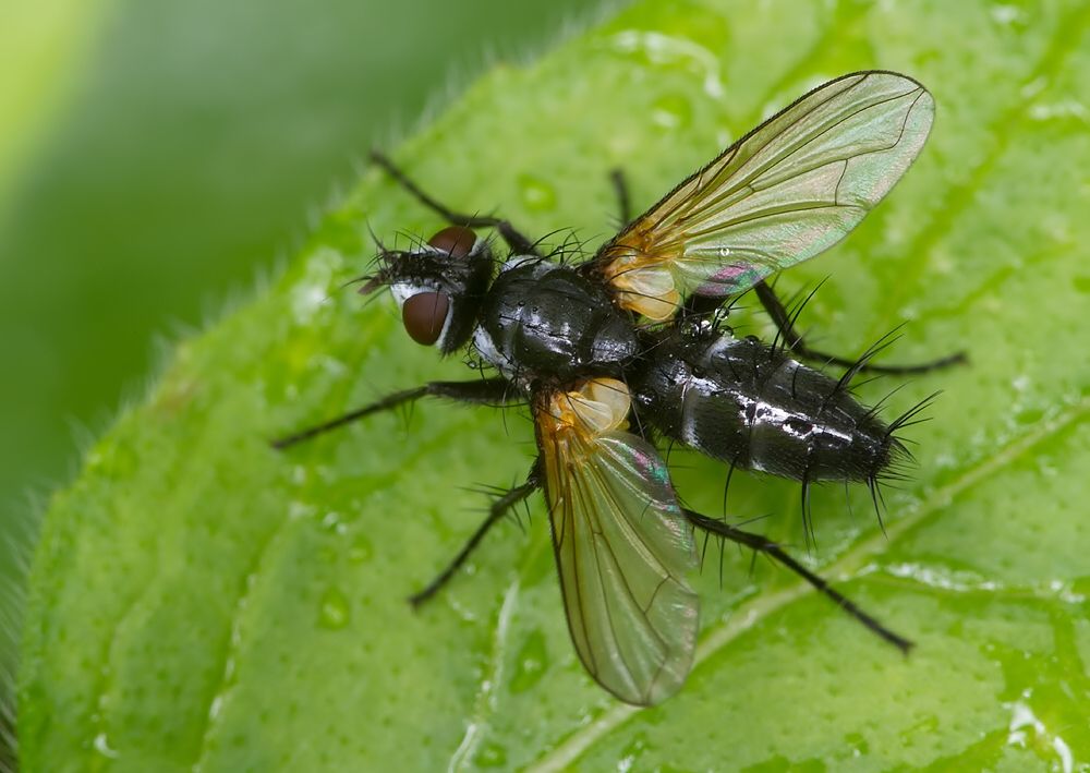 Gastrolepta anthracina