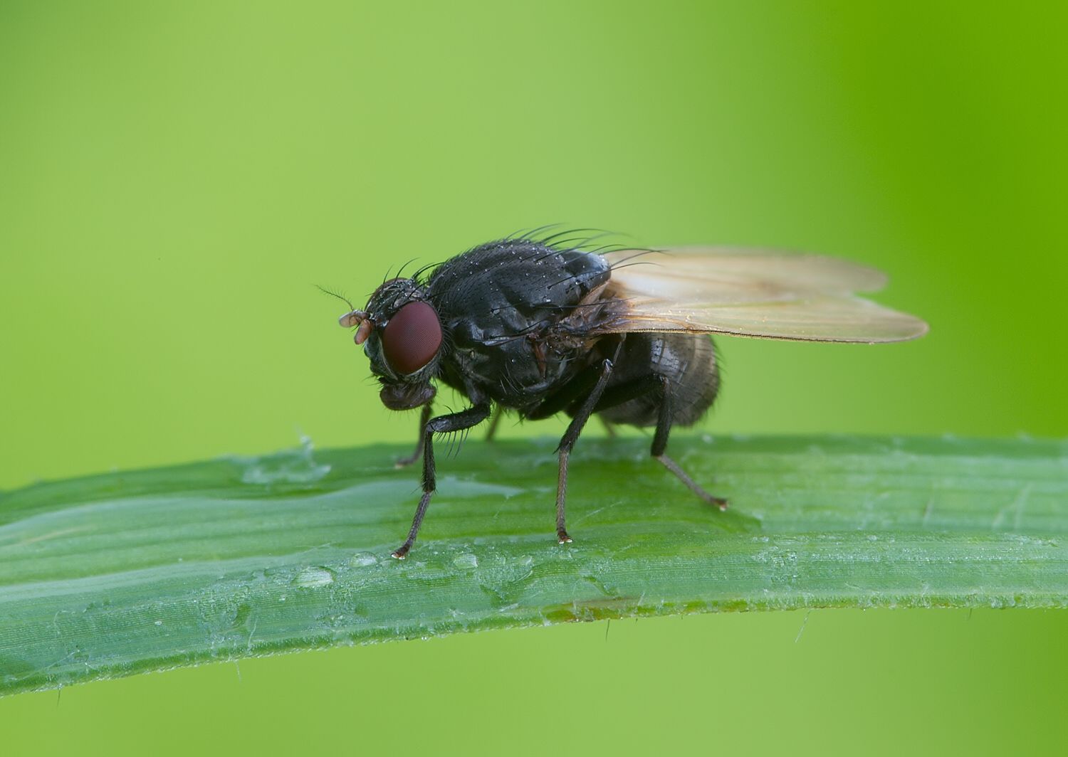Minettia longipennis