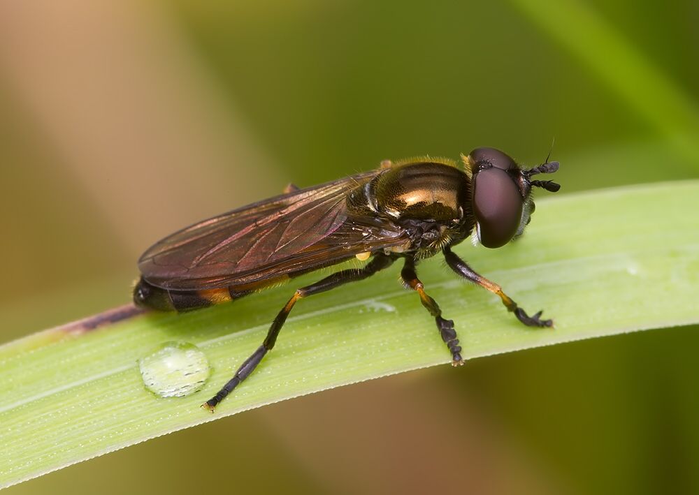 Platycheirus scambus