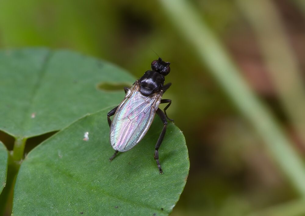 Desmometopa m-nigrum