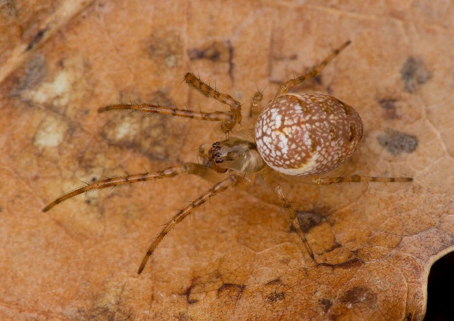 Metellina cf. mengei