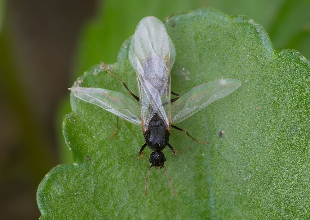 Lasius fuliginosus