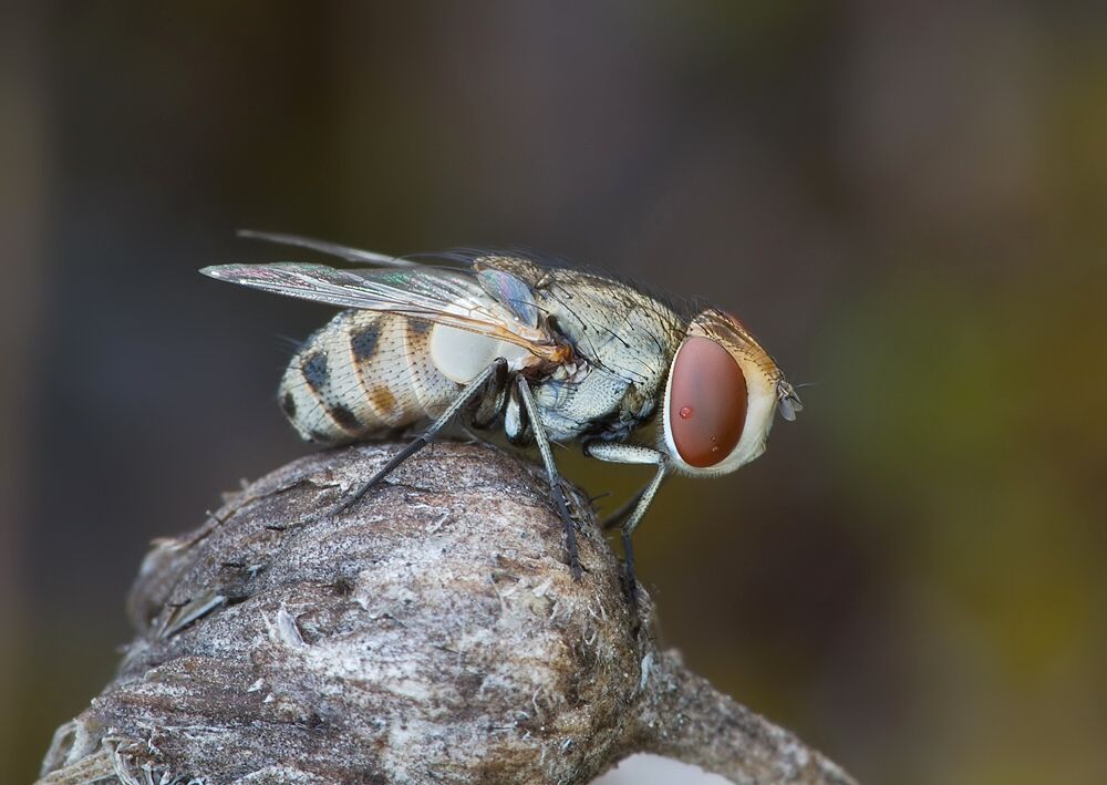 Miltogramma punctata